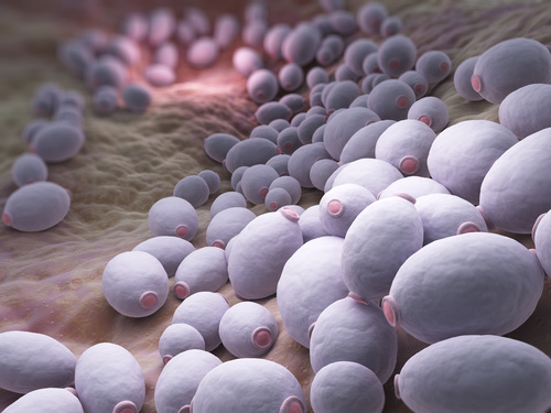 candida albicans contagieux candida albicans contagieux