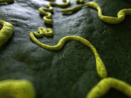 New Findings May Inform Ebola Treatment - Contagionlive.com