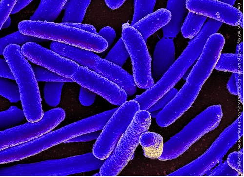 e. coli