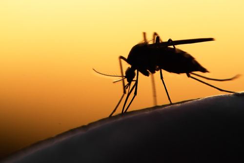 West Nile Virus: Can Climate Change Cause Mosquito Migration? - Contagionlive.com