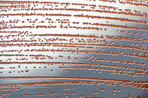 gram-negative bacteria